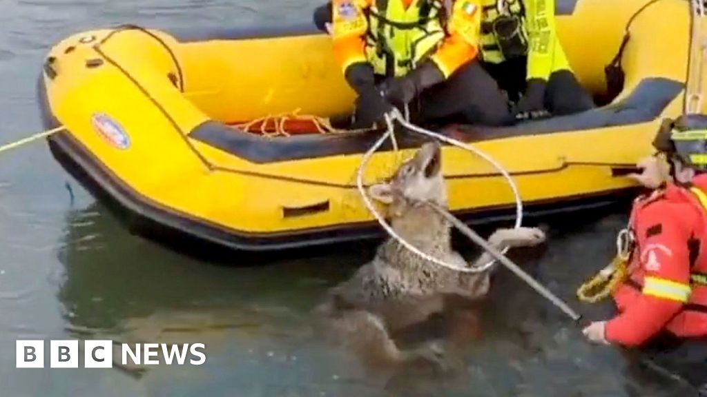Watch: Moment wolf rescued from canal in northern Italy