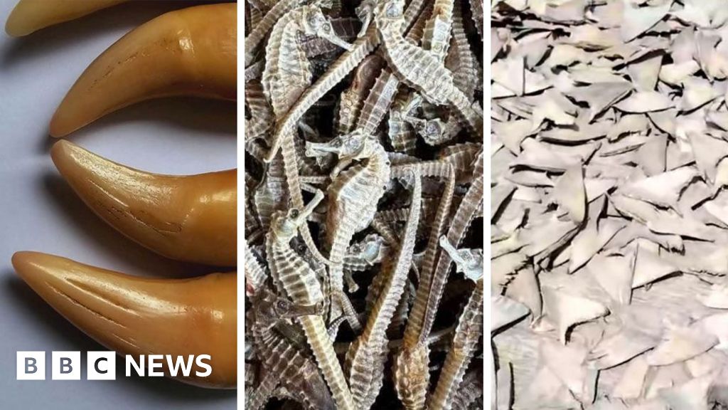 Tiger teeth, dried seahorses and shark fins sold illegally on Facebook, BBC finds