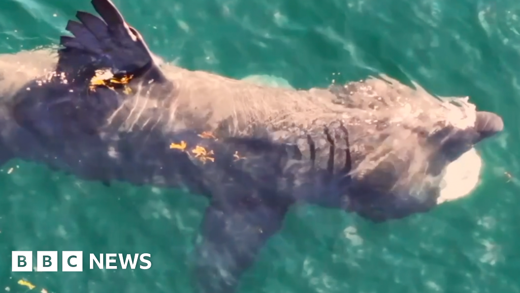 New research into basking shark behaviour around Isle of Man