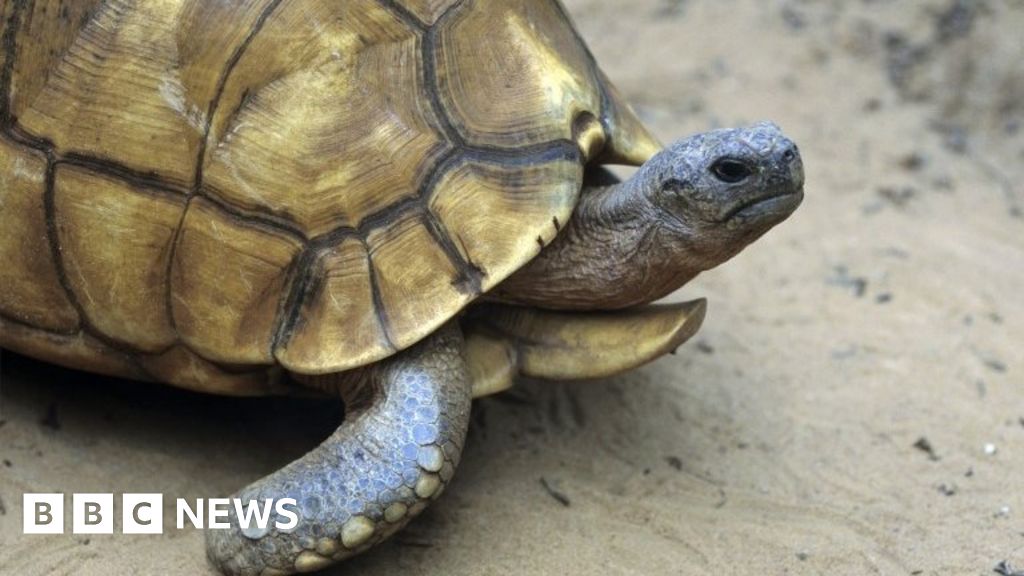 Will animals of the future only be safe in captivity? - BBC News