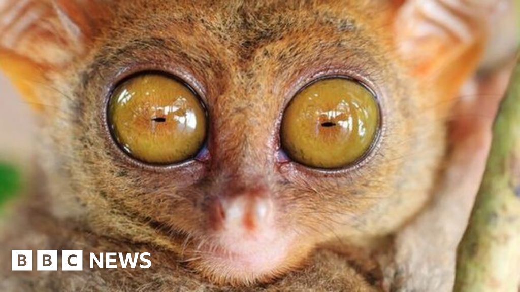 Animals with 'night vision goggles' - BBC News