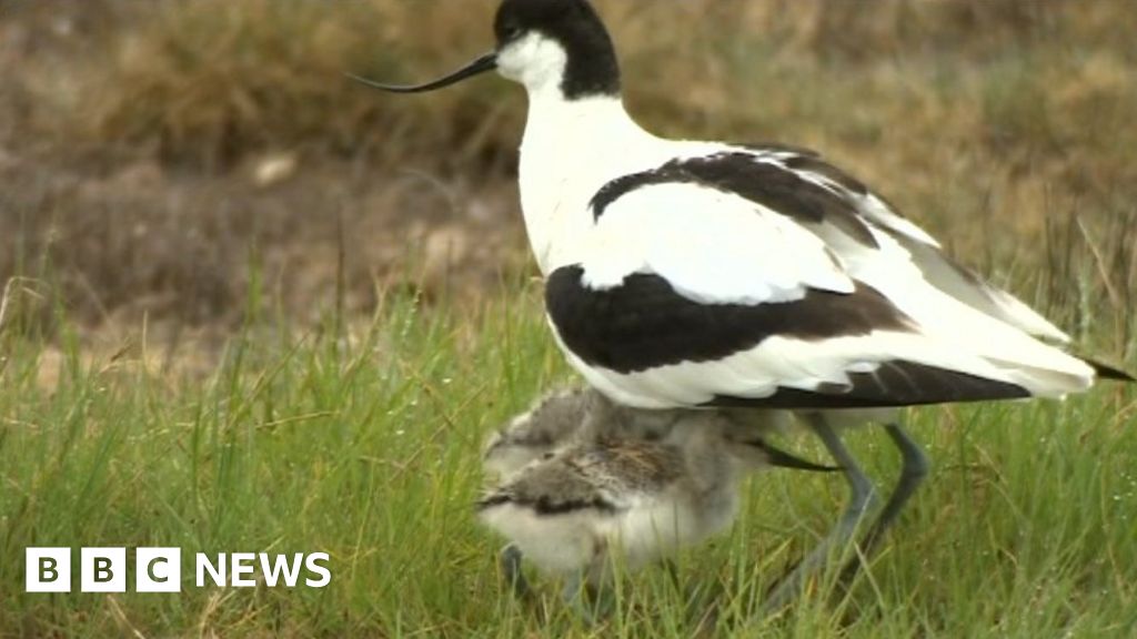 Our rarest wetland habitat is disappearing - BBC News