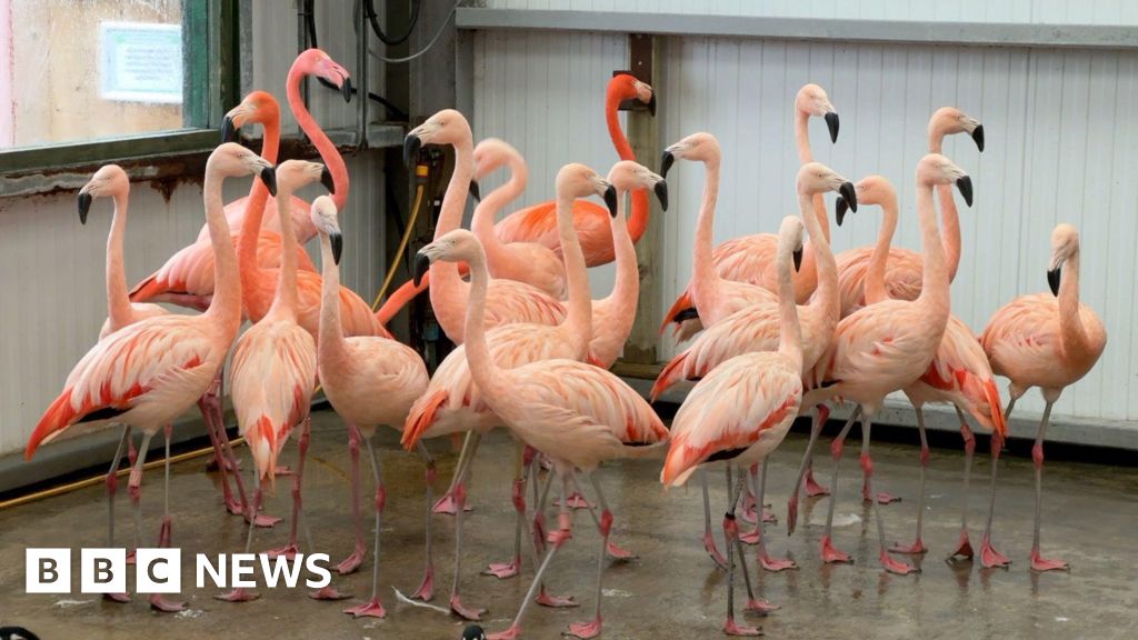 Dudley zoo storm damage could cost 'hundreds of thousands"