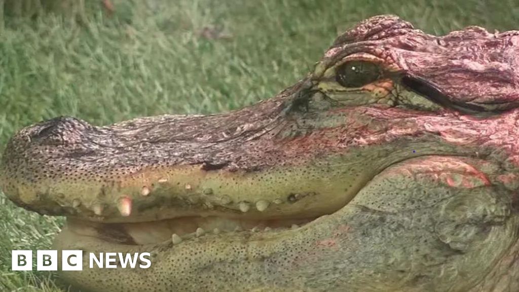 'My alligator is placid - except at dinnertime'