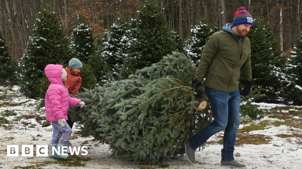 How to choose and look after your Christmas tree
