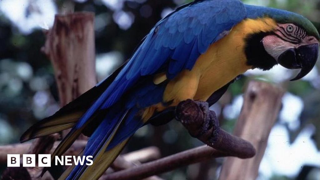 Squawking Parrot Sparks Fire Alert In Daventry Bbc News