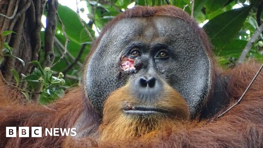 Seekor orangutan liar terlihat sedang menyembuhkan lukanya dengan tanaman