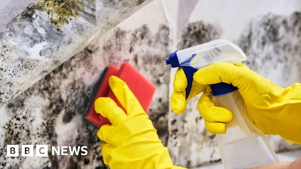 Mould at home: How dangerous is it and what can be done?