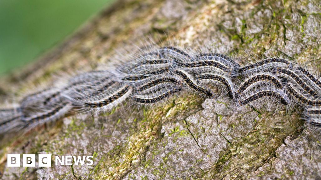 Warnings issued over toxic caterpillars