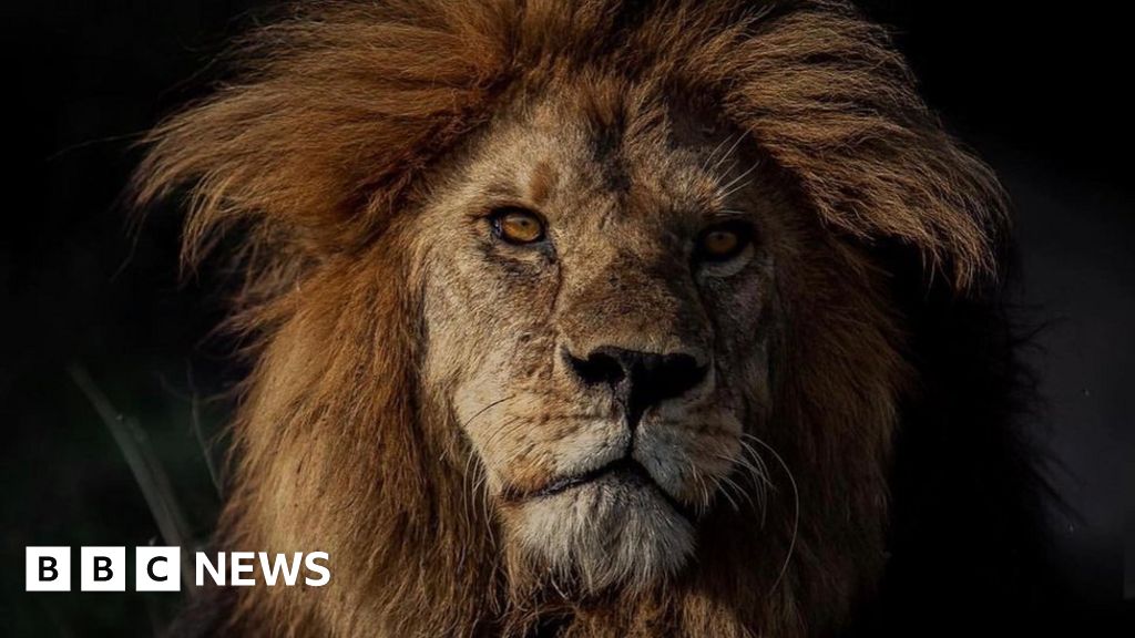 Bob Junior: Lion who was 'king' of the Serengeti killed by rivals – NewsEverything Africa