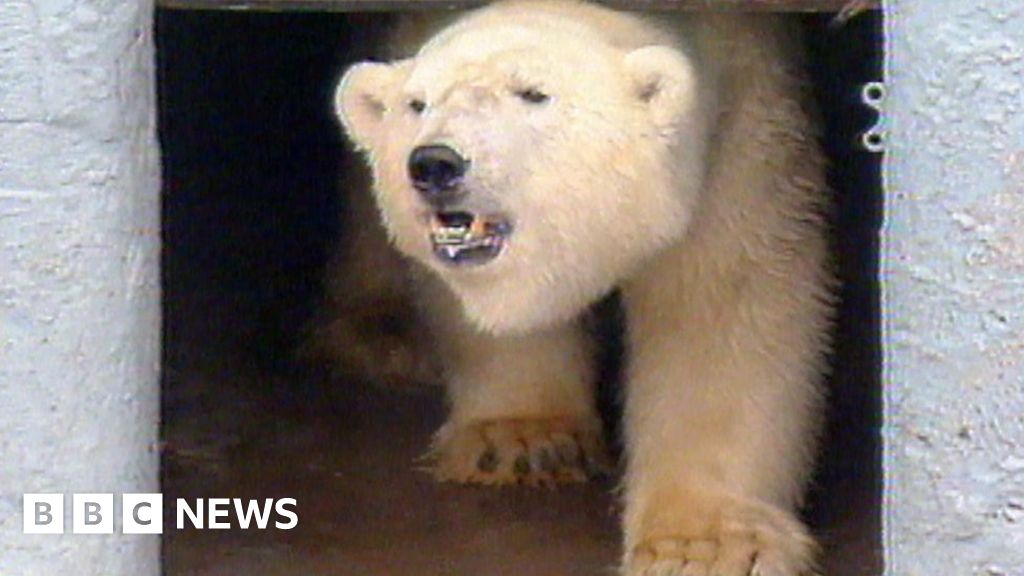 How Misha the Bristol polar bear changed zoos forever