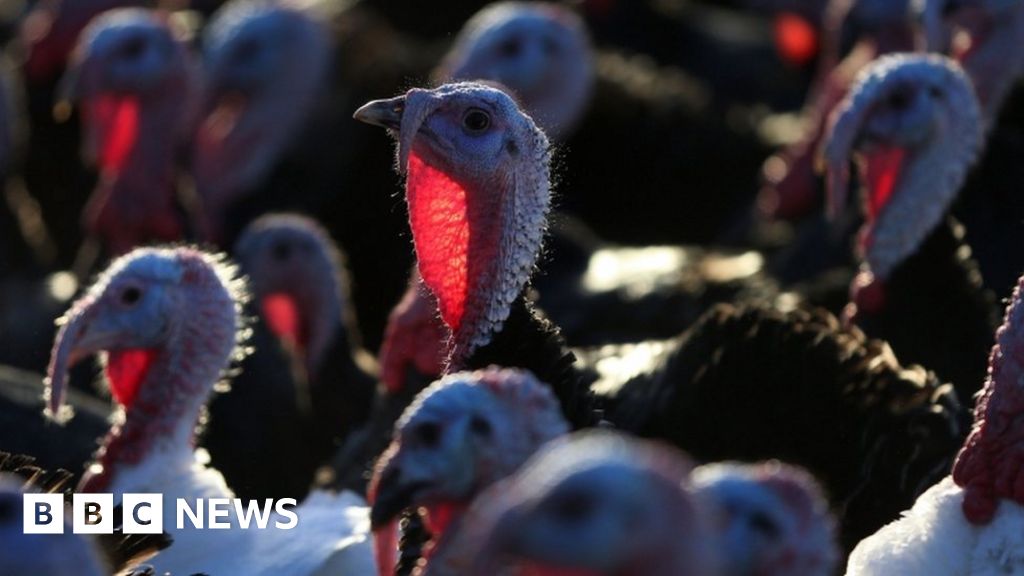 Bird flu: Selected at a Norfolk turkey farm, as confirmed.