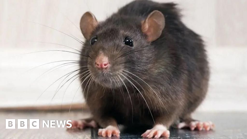 Family's distress at Center Parcs Elveden Forest pool 'dead rat'