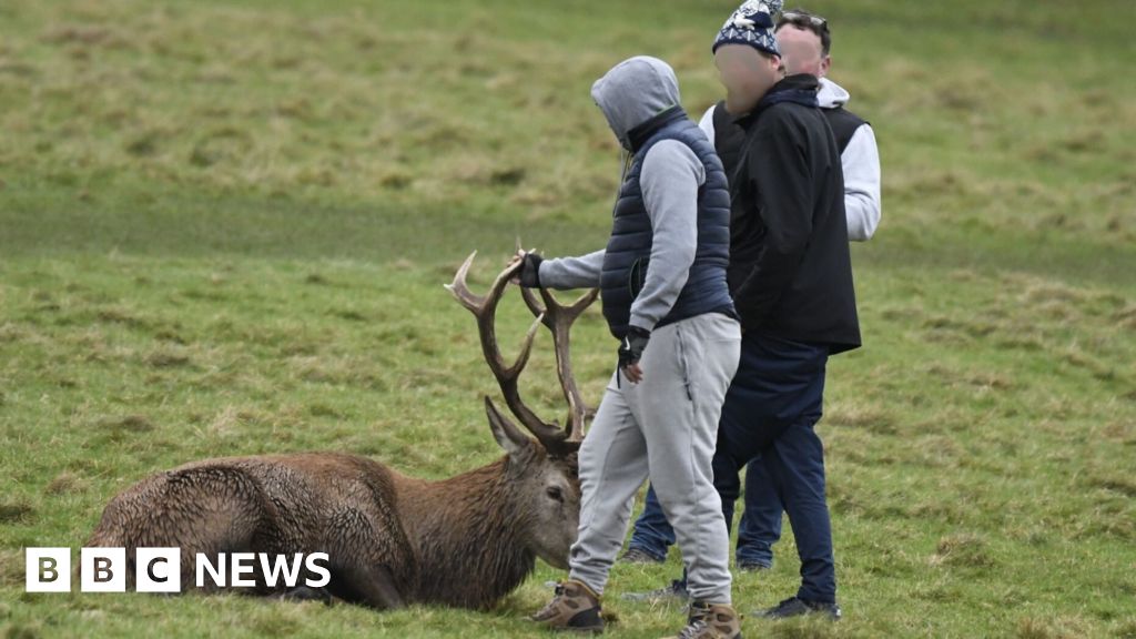 Police Investigate Stag Abuse in Wollaton Park