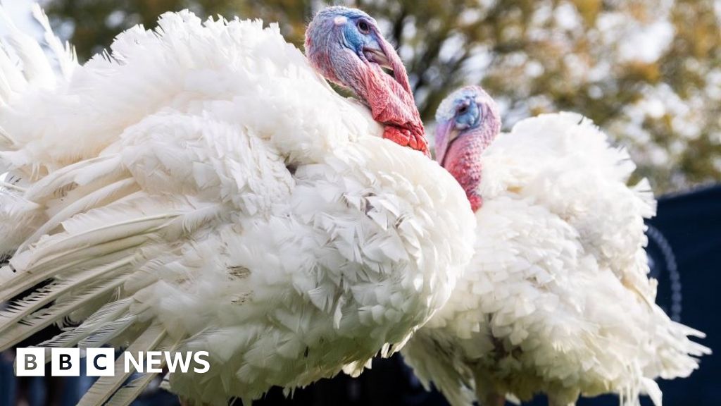 Quiz of the week Which birds escaped the Thanksgiving roast? BBC News