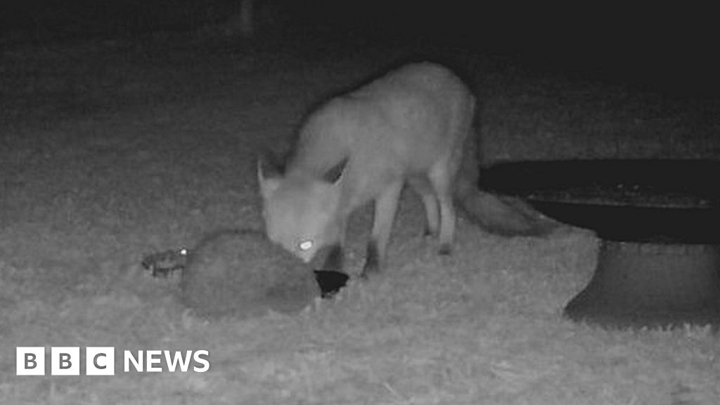 Rare black fox spotted in Somerset is back home after escape bid - BBC News