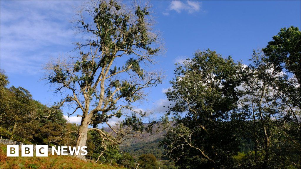 sejle Tag telefonen solo New hope for trees affected by ash dieback - BBC News