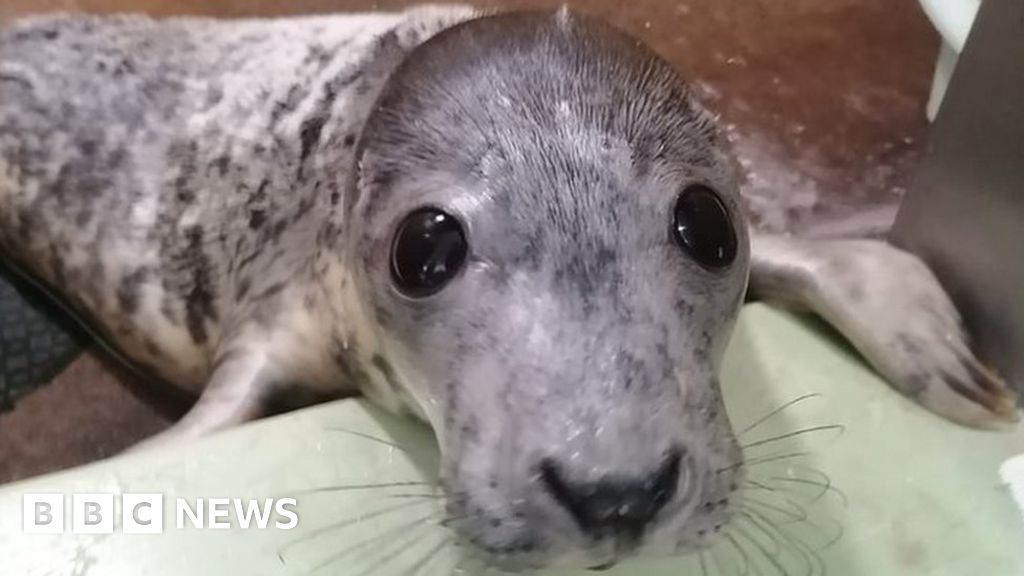 East Winch salt appeal to treat bitten and injured seal pups - BBC News