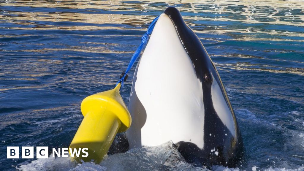 The killer whale that can say 'hello' and 'bye bye' - BBC News