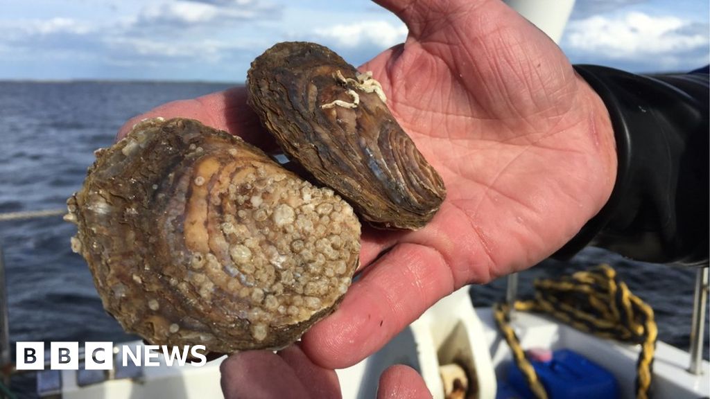 Native oysters introduced to Scottish waters for first time in over 100