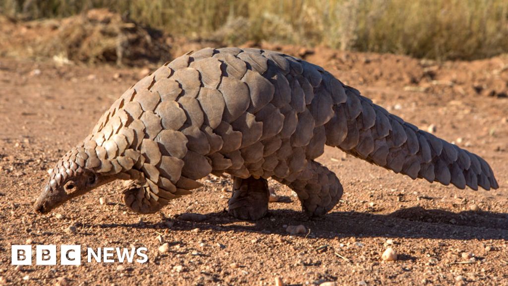 Hope for pangolins as protection boosted in China