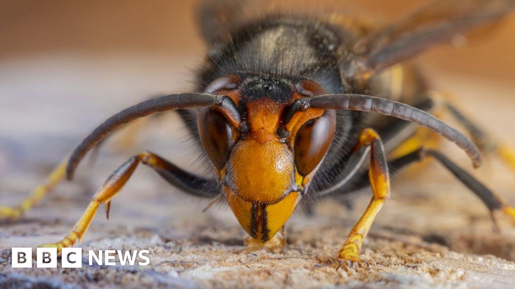 Isle of Wight: Islanders urged to report Asian hornet sightings - BBC News