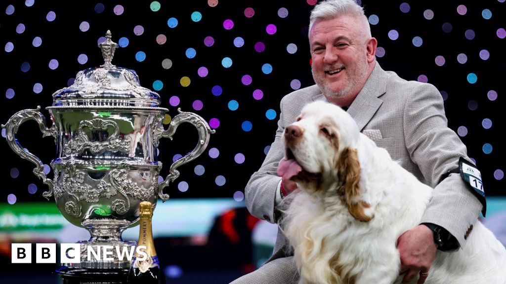'Soft, friendly and some slobber': Crufts win puts Clumber spaniels in spotlight