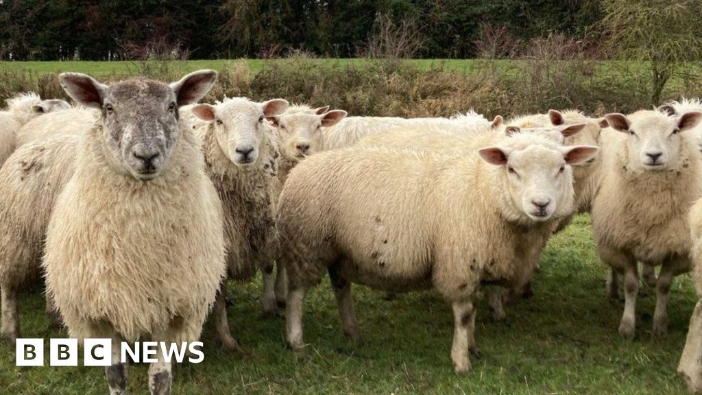 Bluetongue virus restricted zones established in Norfolk and Suffolk