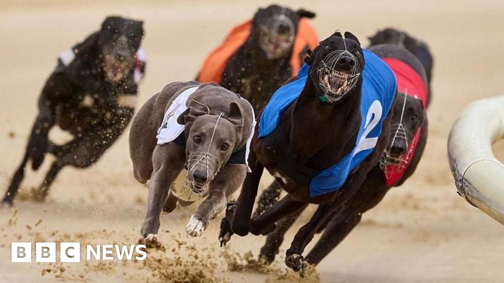 Greyhound racing ban law in Wales faces cross-party criticism