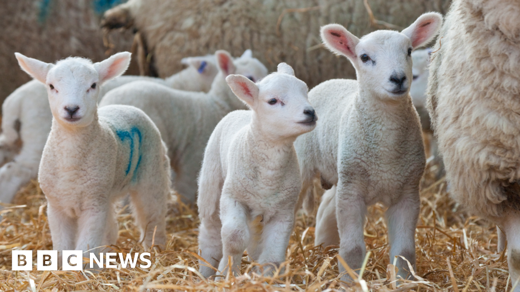 Conwy: Mystery surrounds deaths of 22 lambs and ewes 