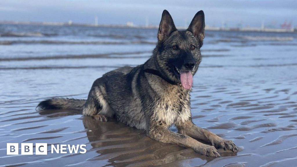 「すべてを与えた」警察犬には、14,000ポンドの手術が必要です
