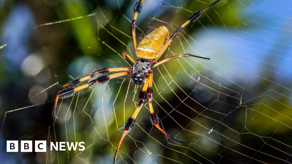 Spiders Get Information From the Vibrations of Their Webs, Smart News