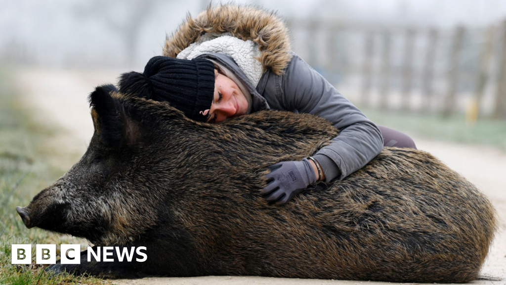 Joy as French wild boar facing death given reprieve