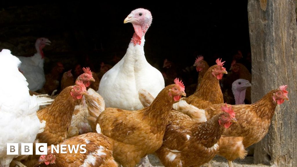Bird flu outbreak confirmed near Dorchester 
