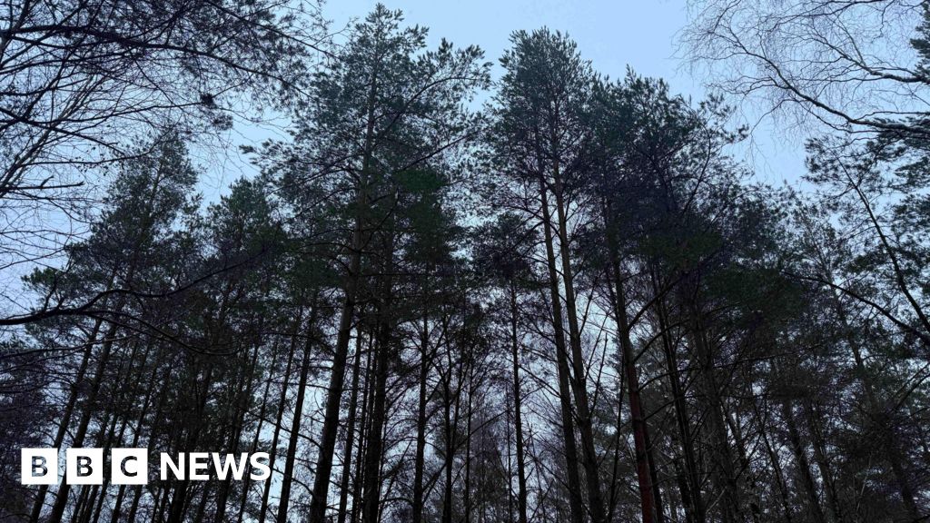 Bringing back Scotland's ancient pine forests