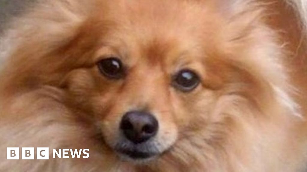 pomeranian-given-death-sentence-in-consent-form-mix-up-bbc-news