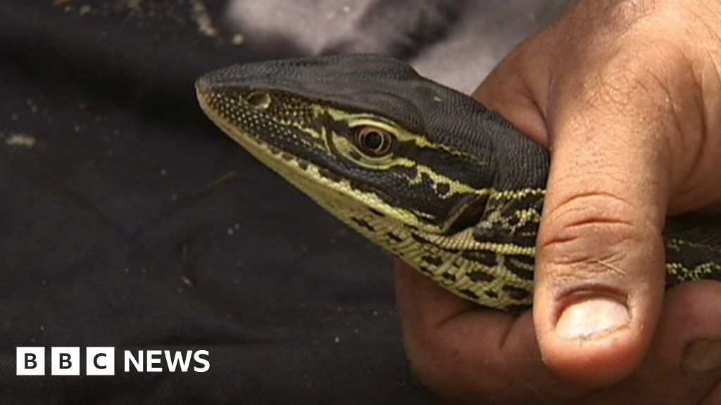 How do you train a lizard not to eat poisonous toads? BBC News
