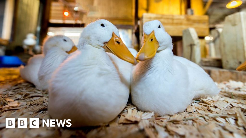 Fane Valley buys duck producer Silver Hill Foods