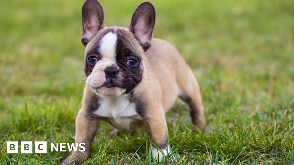 french bulldog puppies north east