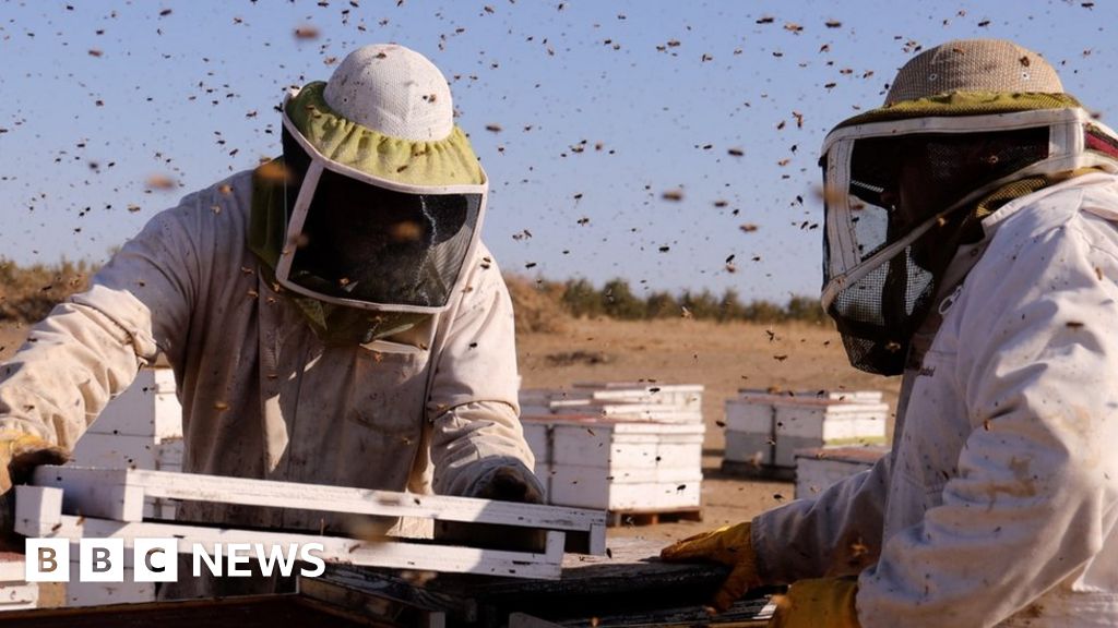 Us Beekeepers Fear For Their Future Bbc News - beekeeper hat roblox