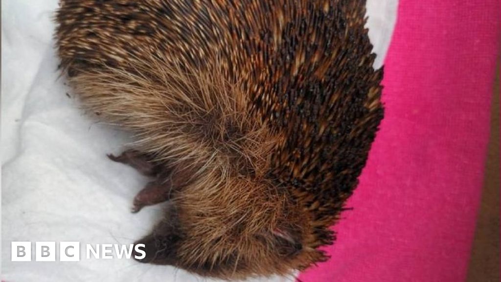 Aberdare: Hedgehog spotted in 'ball of flames' put down