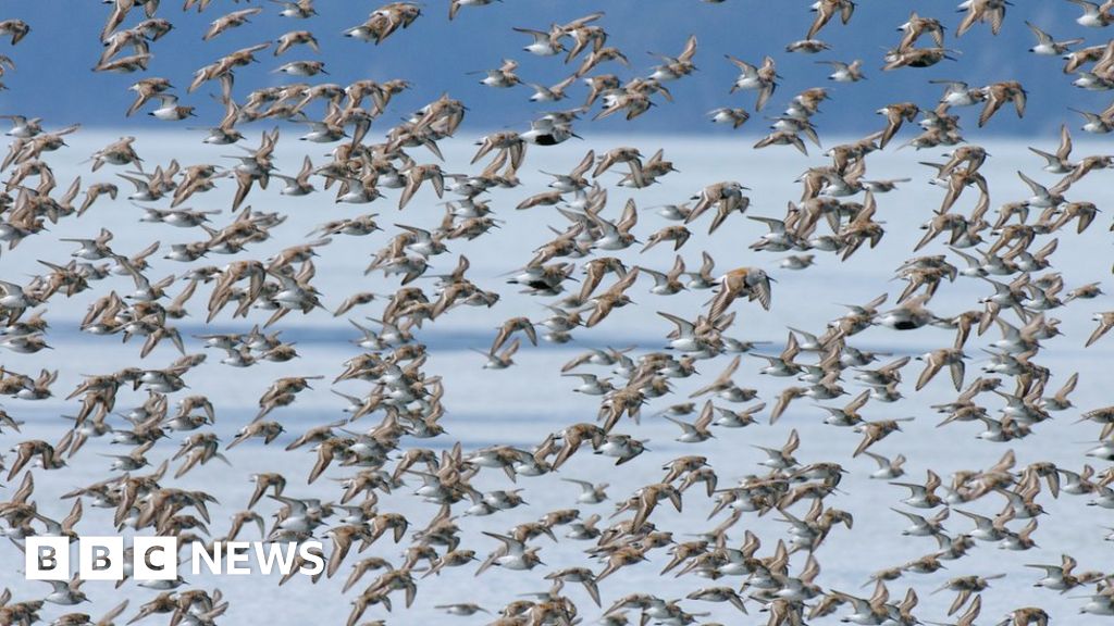 Climate Change: Arctic 'no safe harbour' for breeding birds