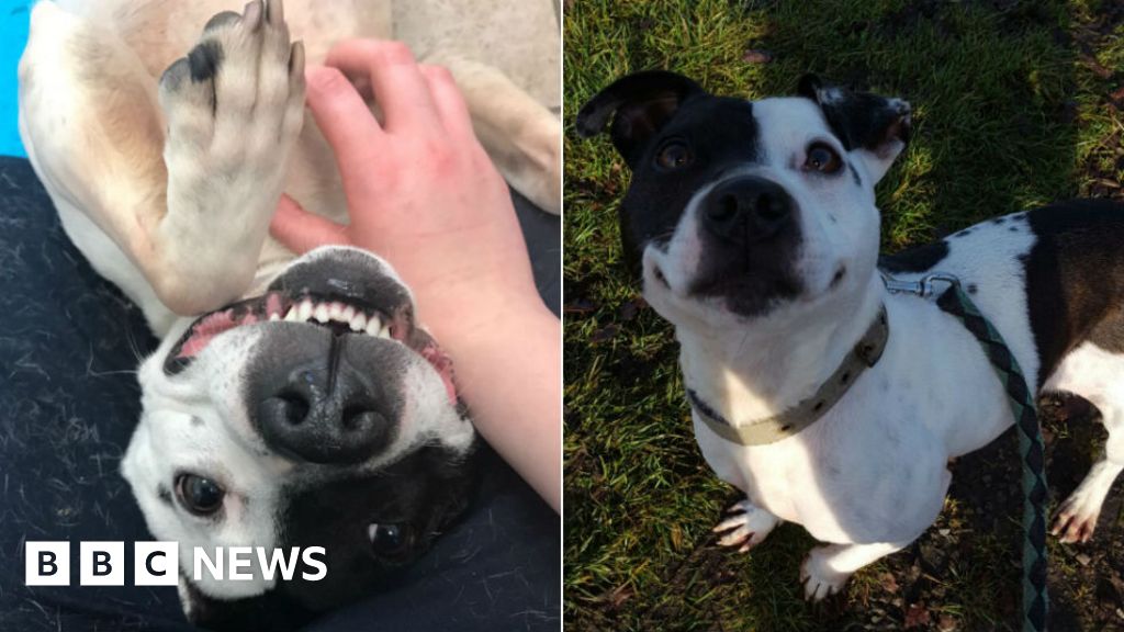 Hermaphrodite dog at Coventry RSPCA can't find home BBC News