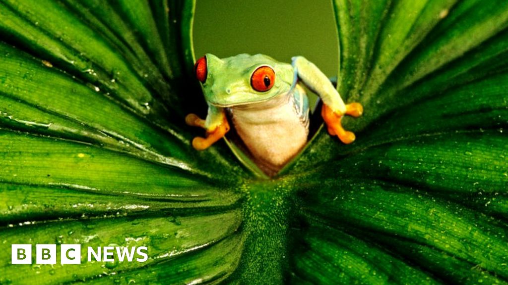 Global rescue plan for nature 'overlooks genetic diversity'