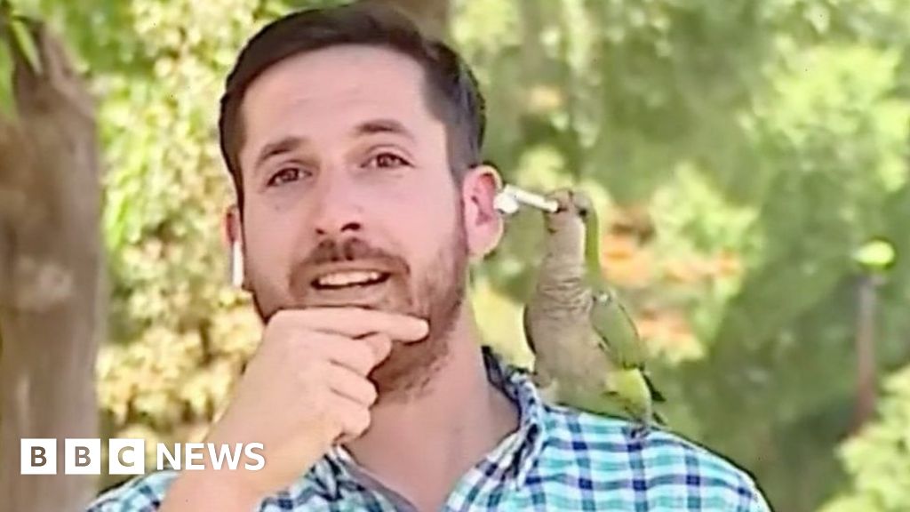 Parrot steals reporter’s earphone live on air