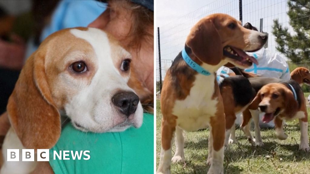 Watch: Hundreds of beagles rescued from breeding facility being rehomed