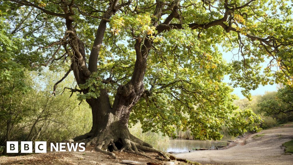 New map of ancient trees an opportunity for conservation