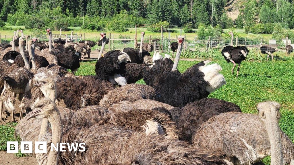 Canada top court pauses ostrich cull on farm at centre of avian flu battle