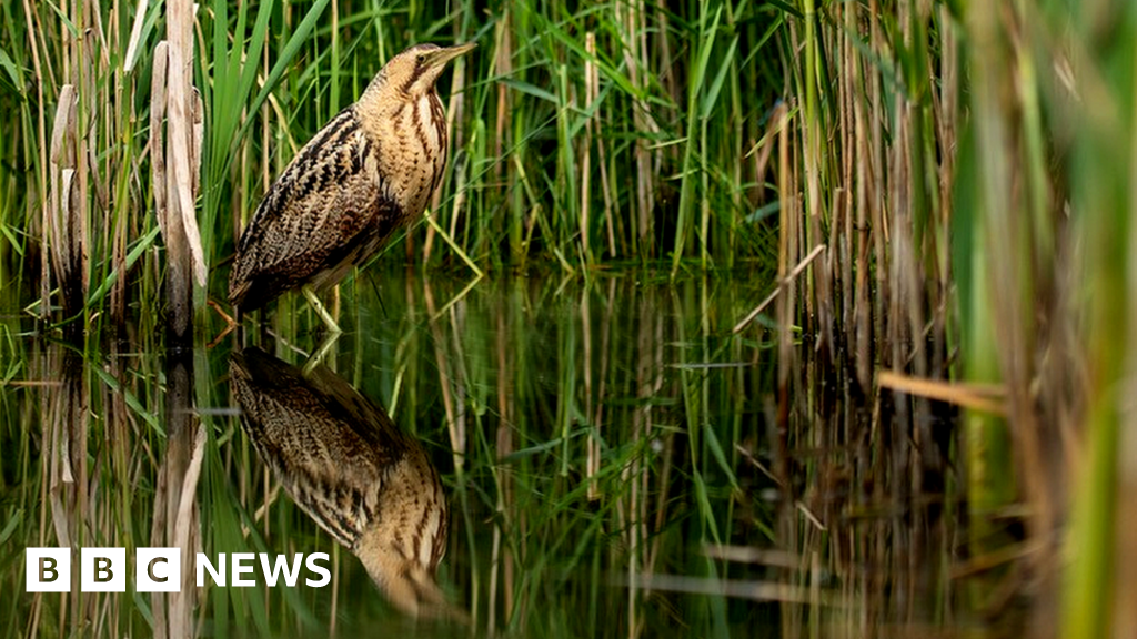 RSPB: Bitterns make booming recovery in UK wetlands