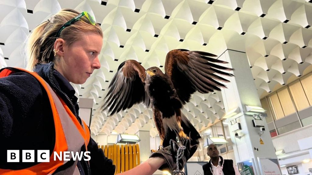Hawk used to deter pigeons at Euston Station
